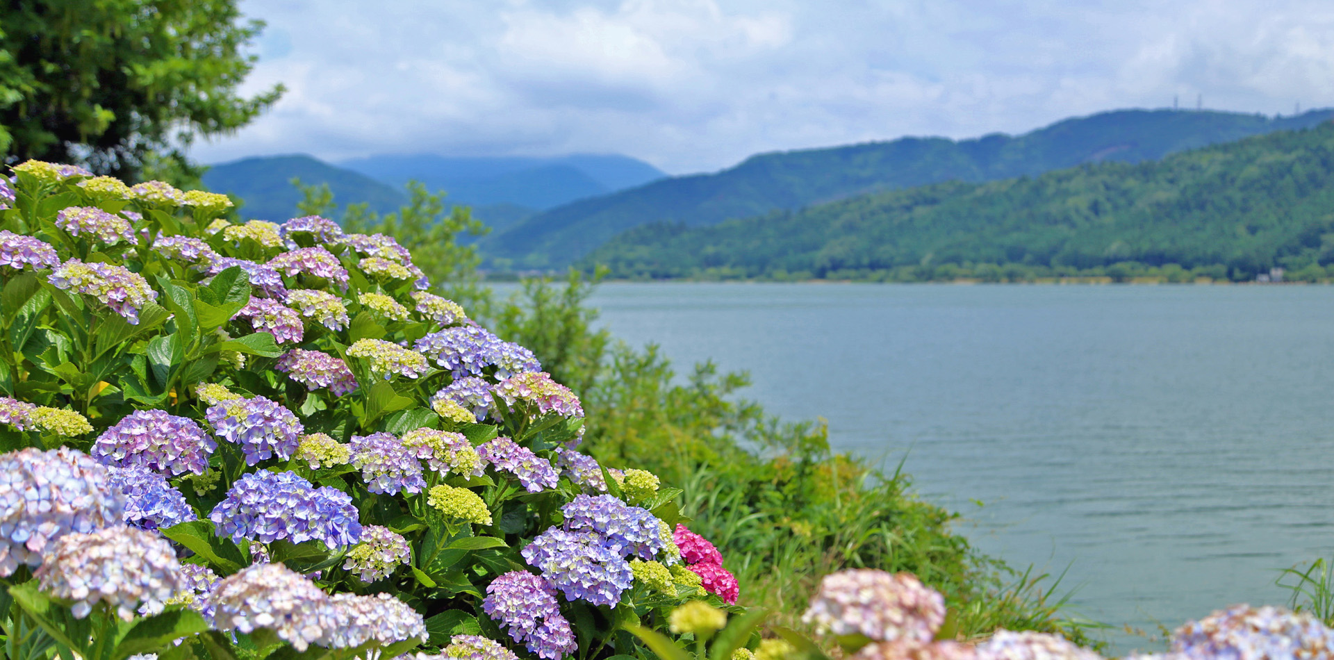 余呉湖と紫陽花