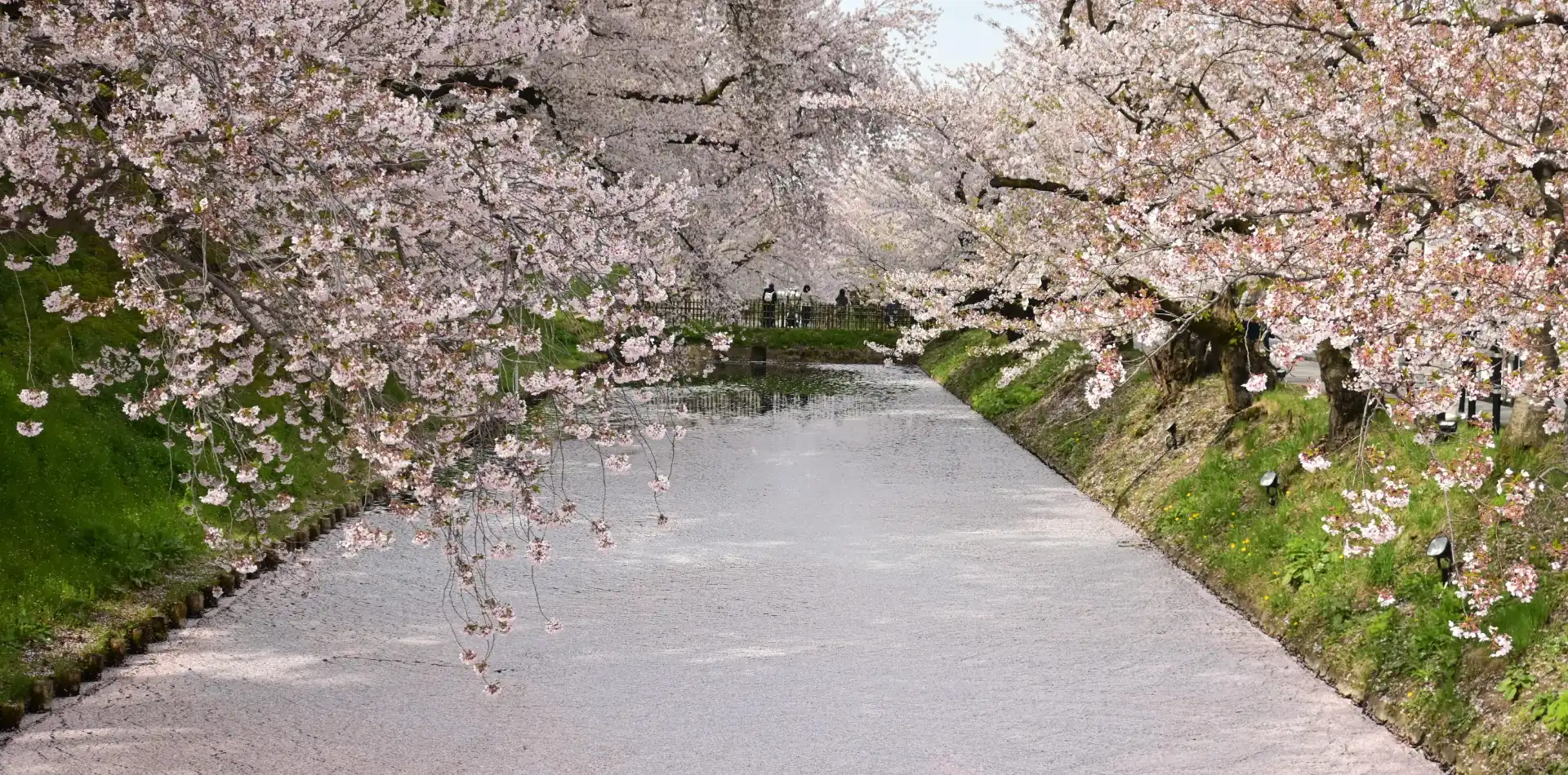 弘前公園の桜