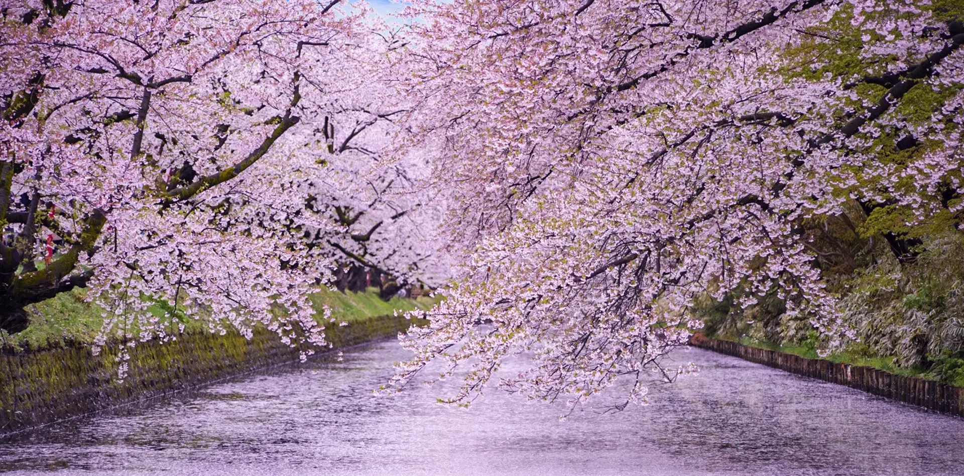 一生に一度は見たい弘前の桜