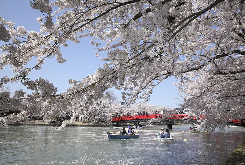 弘前公園の桜