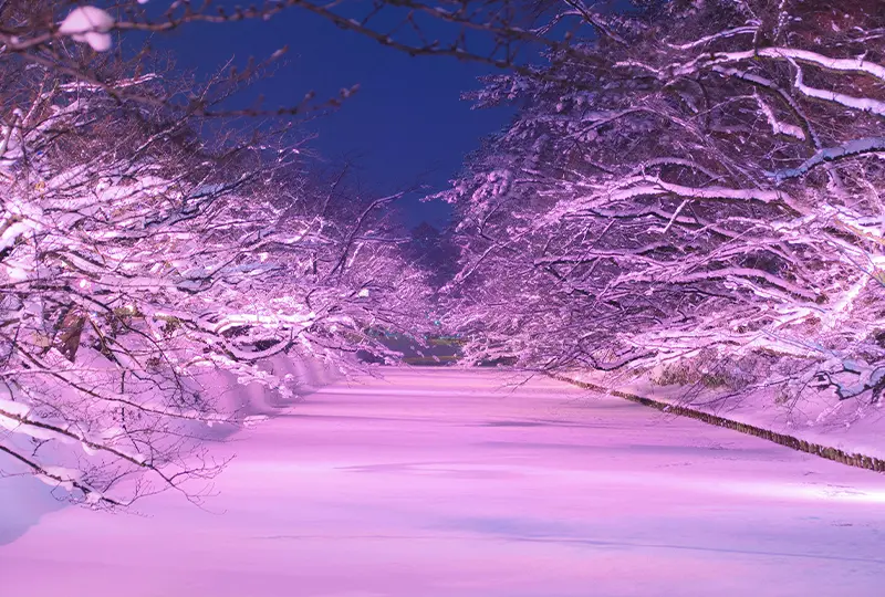 冬に咲くさくらライトアップ