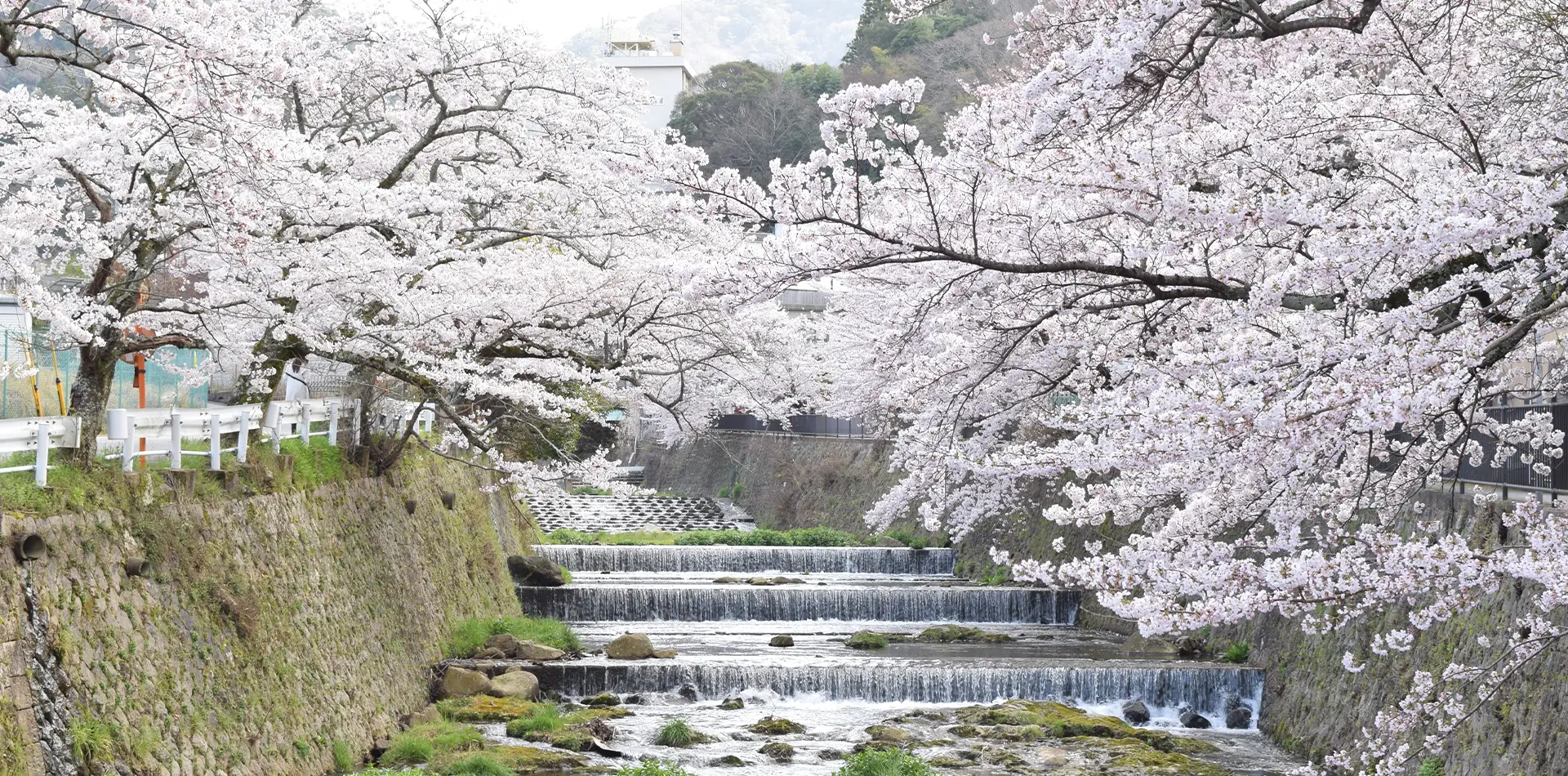 桜の名所の一つ 有馬川沿いの桜並木