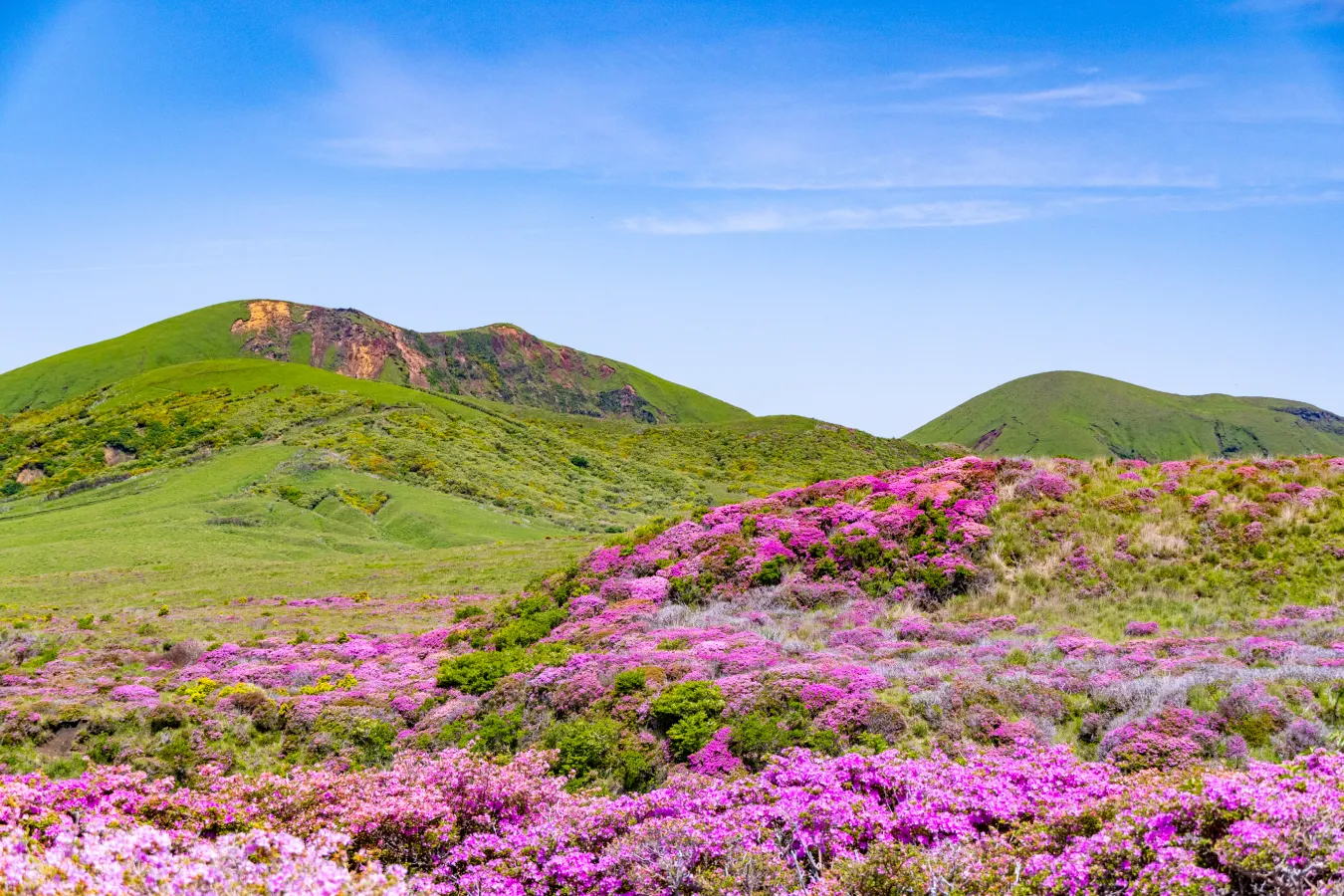 ASO Nature Selection