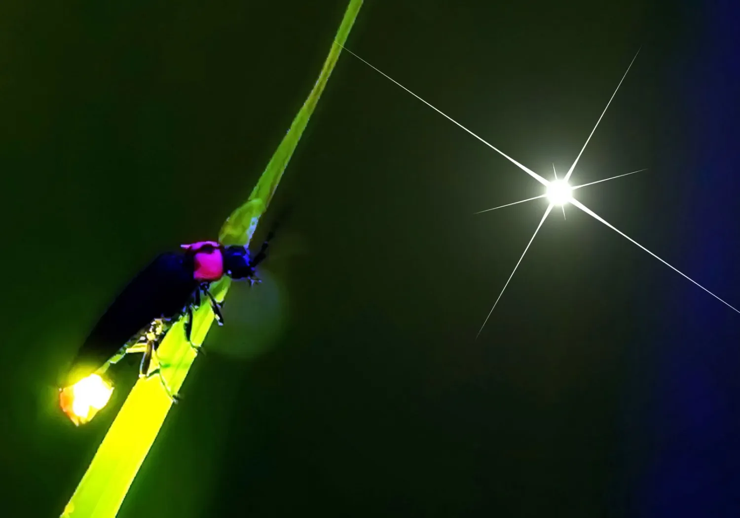 ホタル観賞送迎