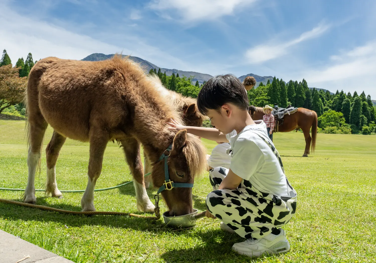 Miniature horse petting experience