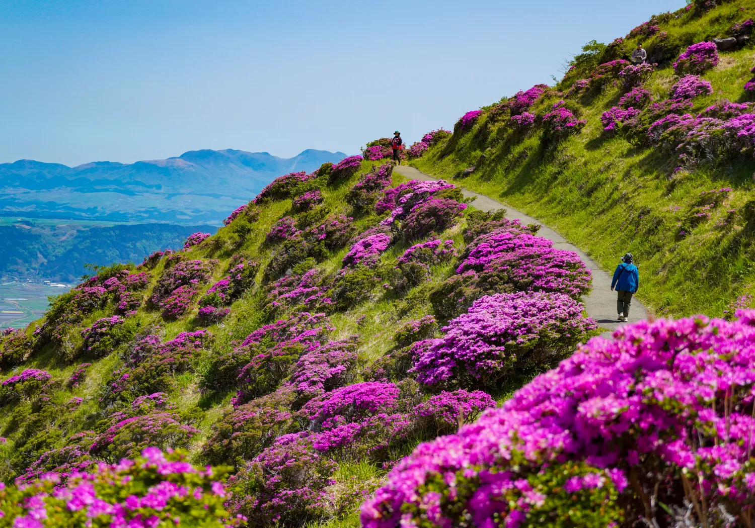 仙酔峡ミヤマキリシマ送迎