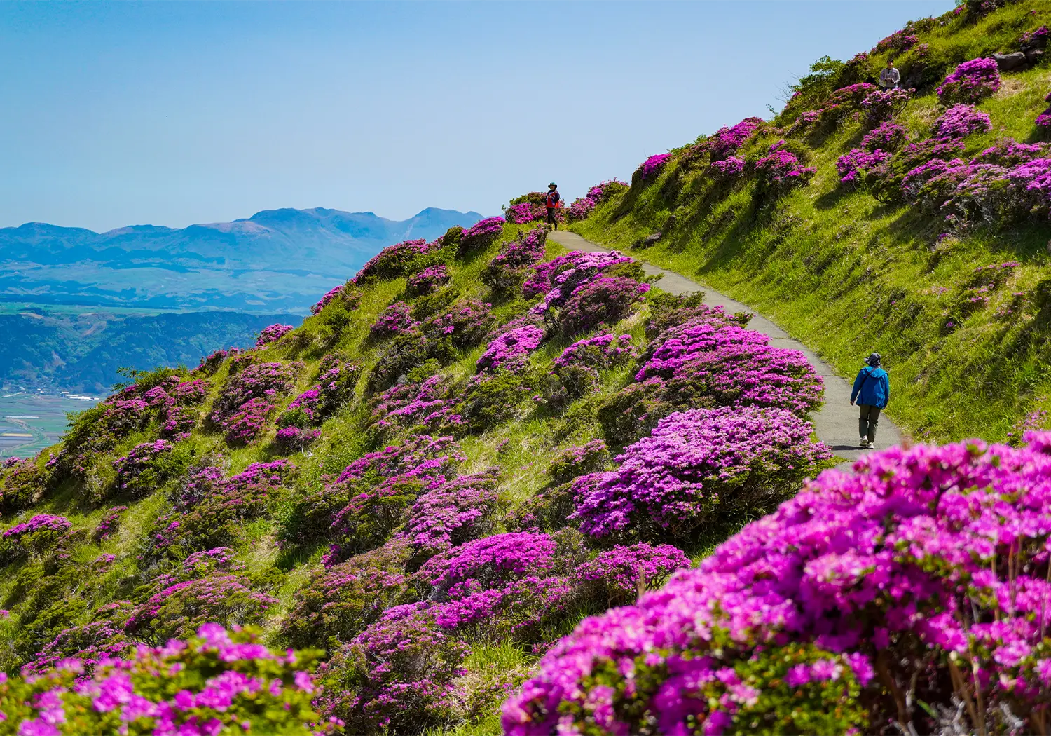 仙酔峡 ミヤマキリシマ