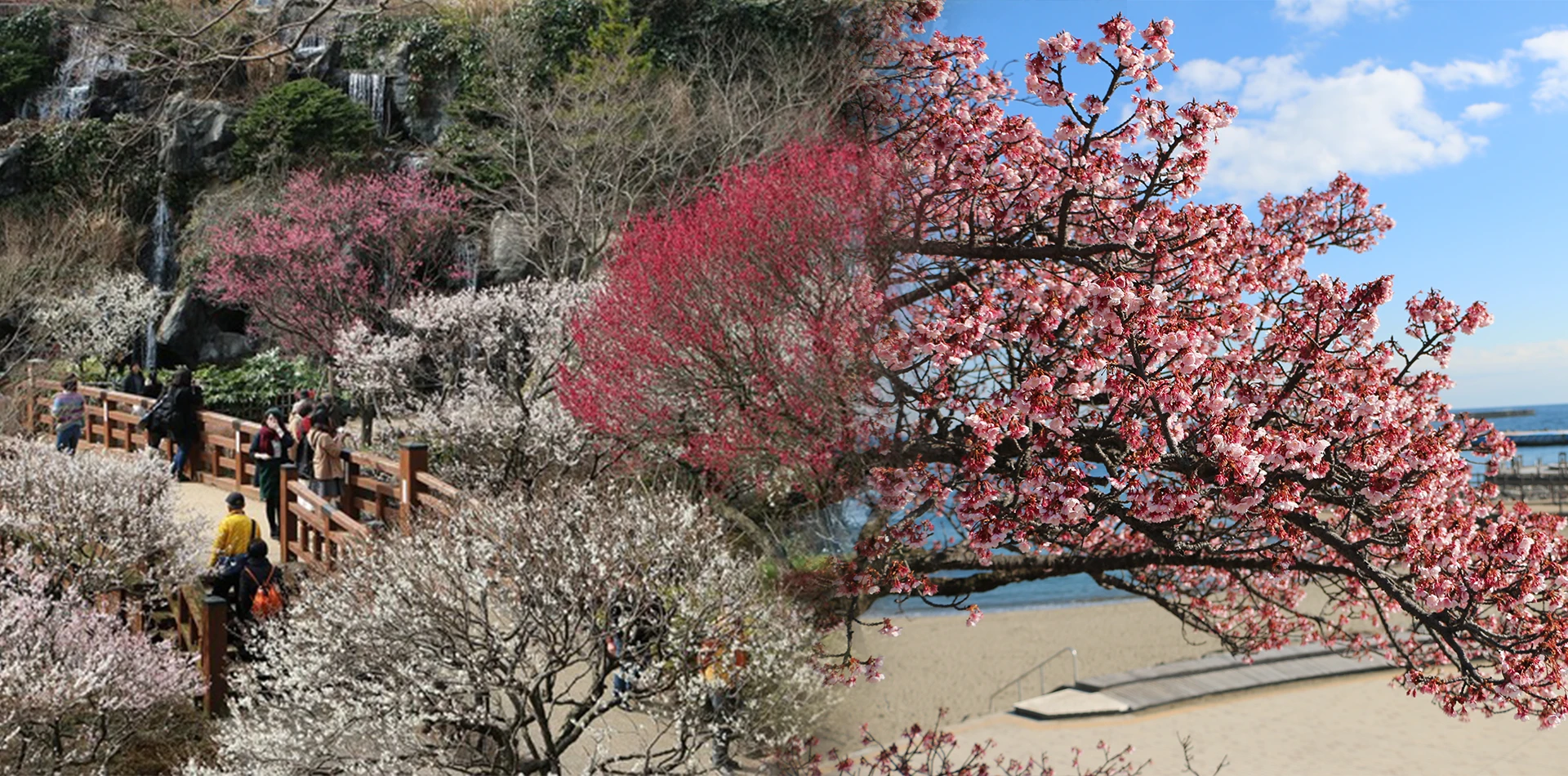 ひと足早い熱海の春へ　あたみ桜と梅がお出迎え