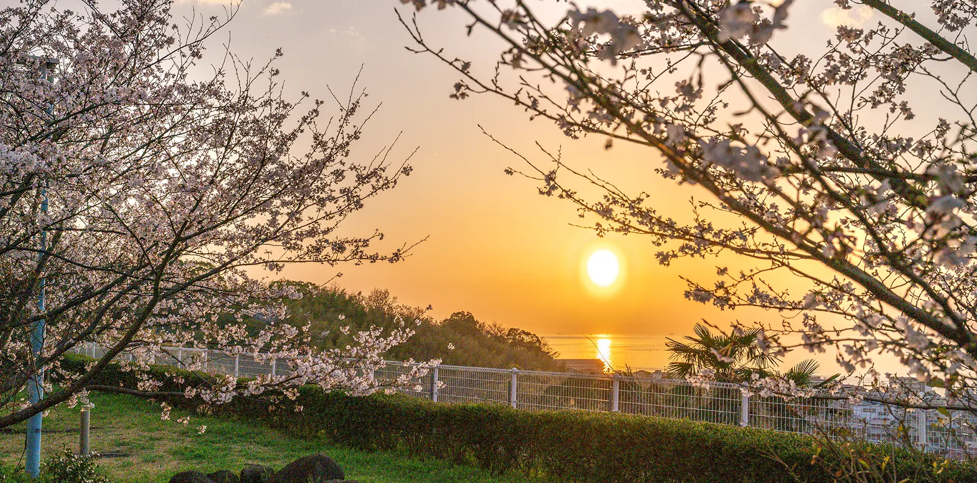 桜景色