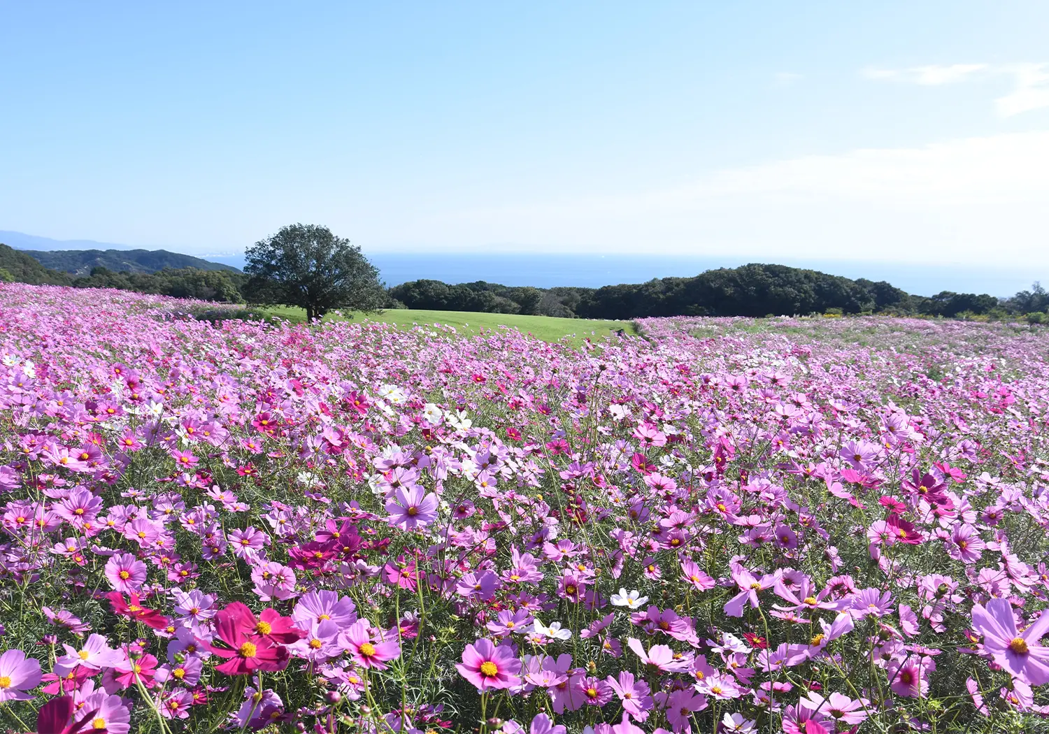 あわじ花さじき