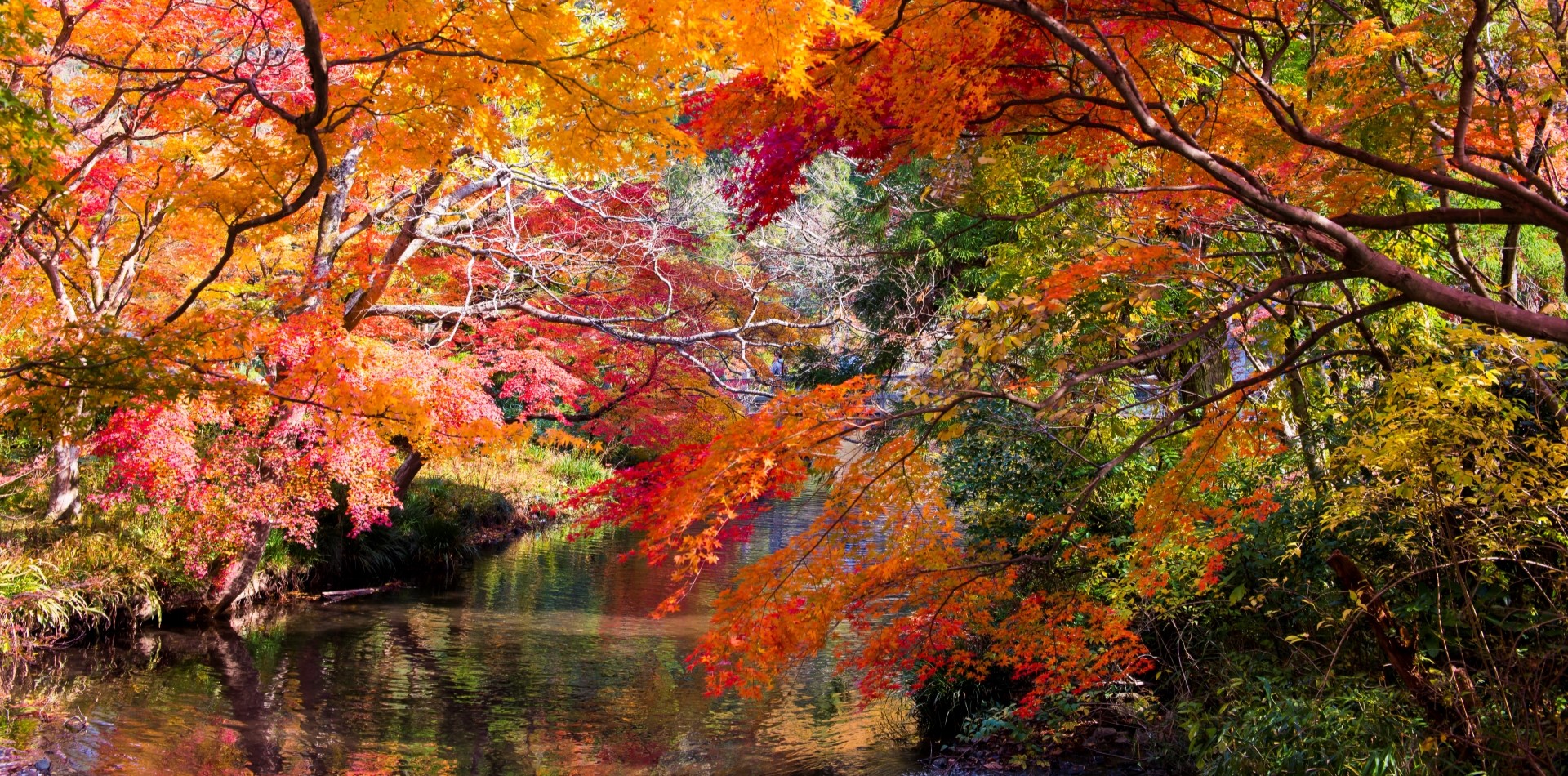 倒映在水面上的紅葉“金鱗湖”