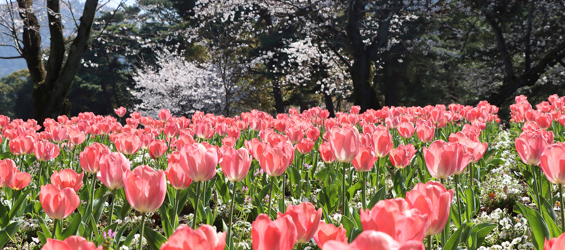 季節の花々で彩られた春の別府公園