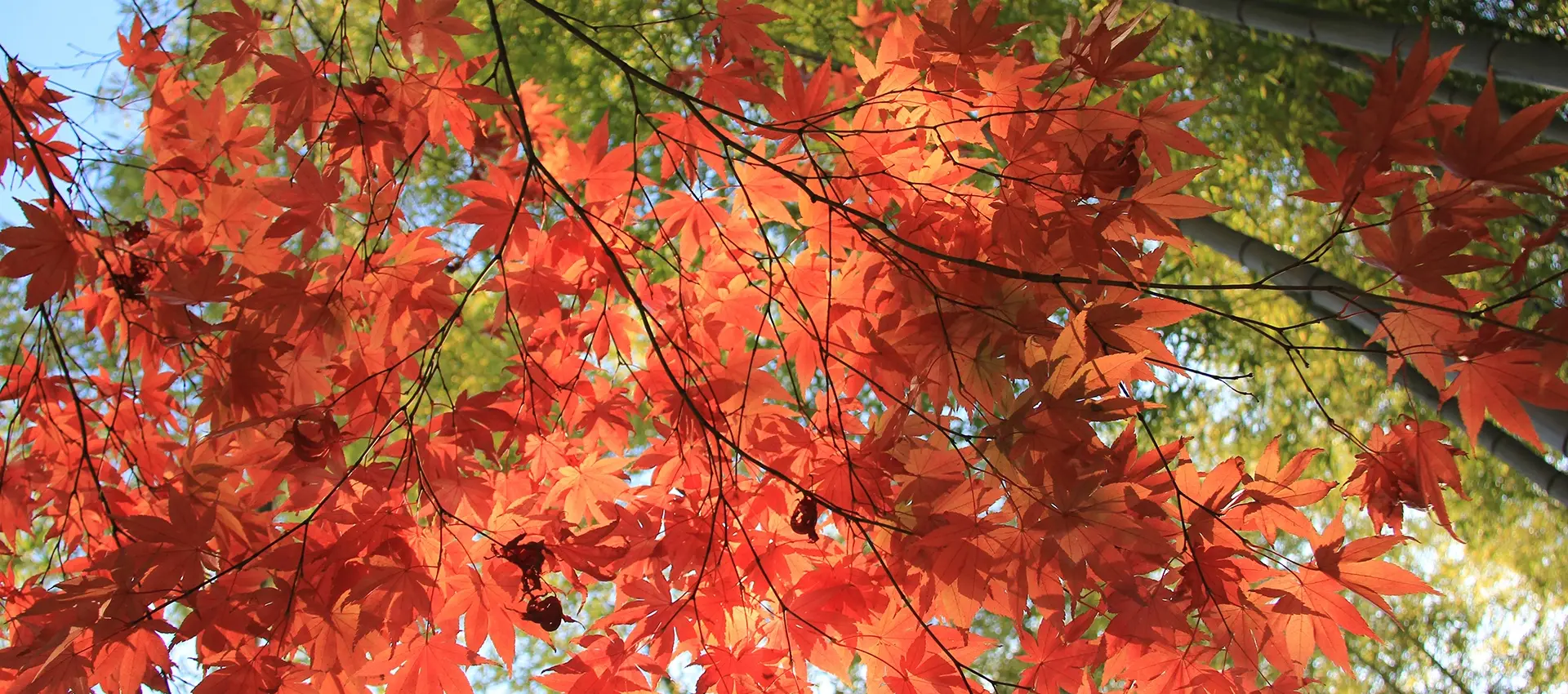 Autumn Beppu Park Dyed in Autumn Leaves