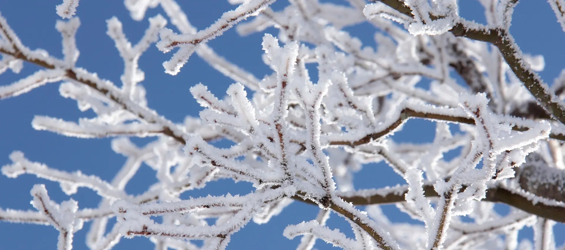 Mount Tsurumi, sparkling with frost-covered trees.