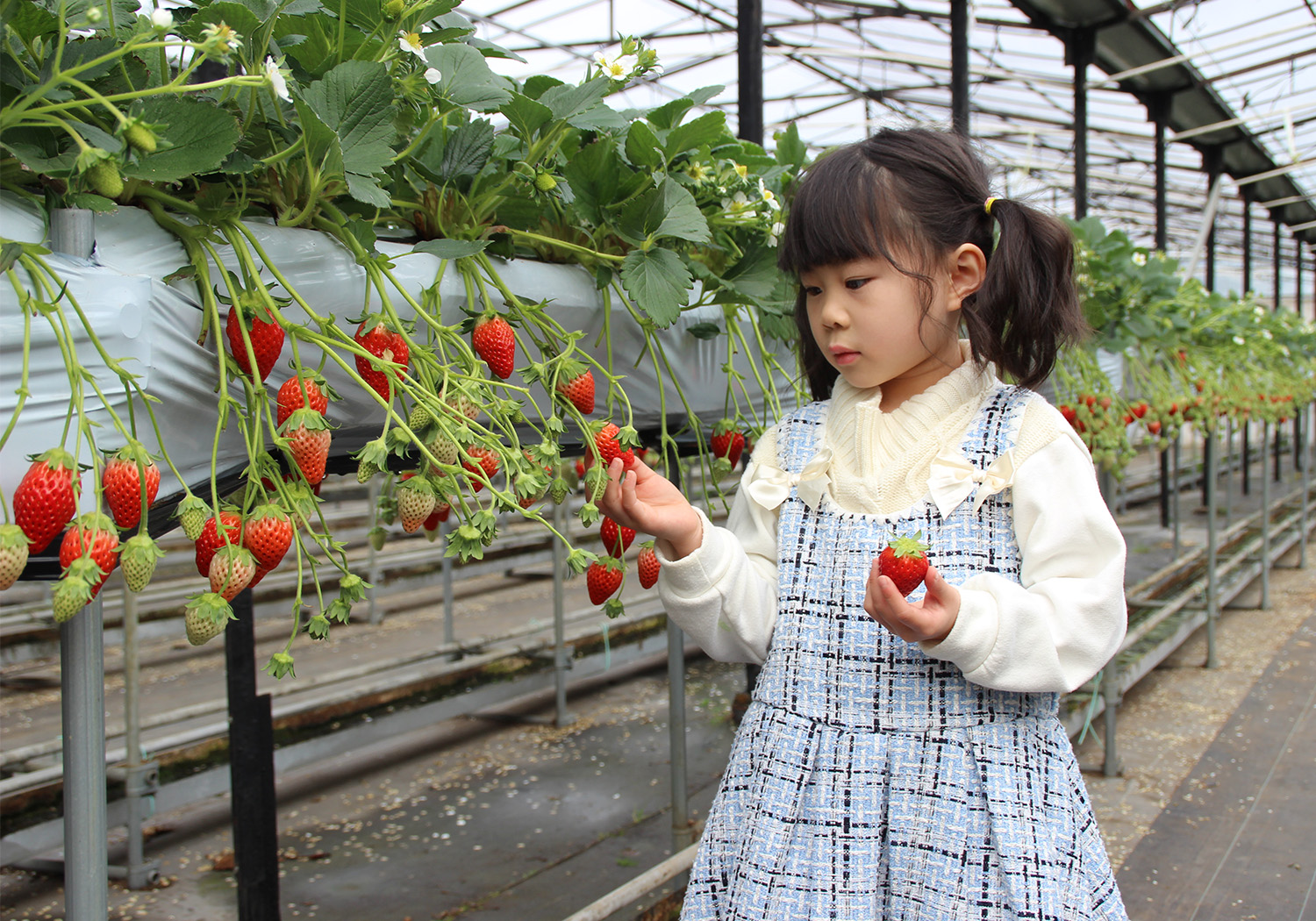 観光農園花ひろば　いちご狩り付きプラン