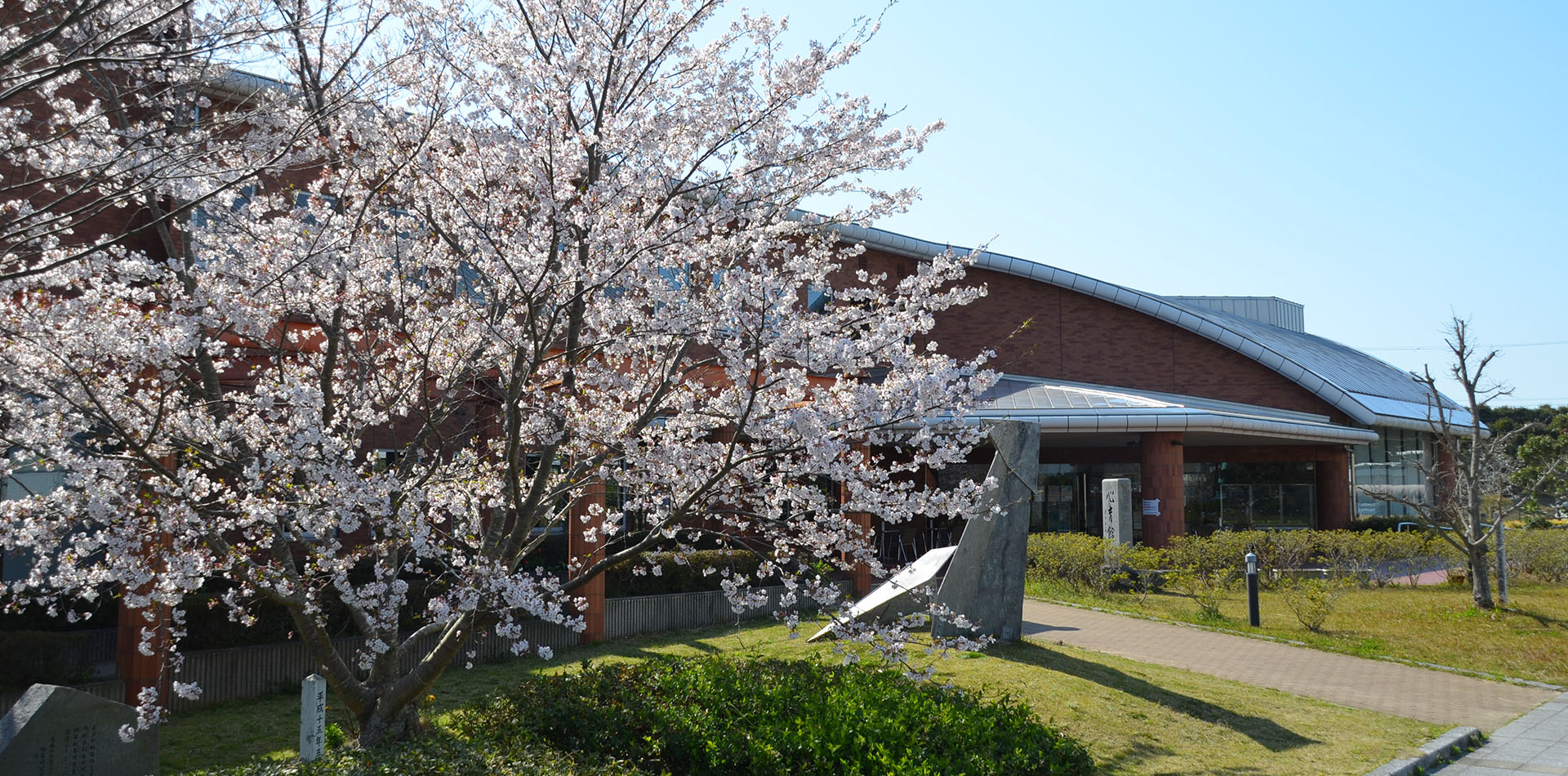 You can enjoy cherry blossoms right from Mihama IC.