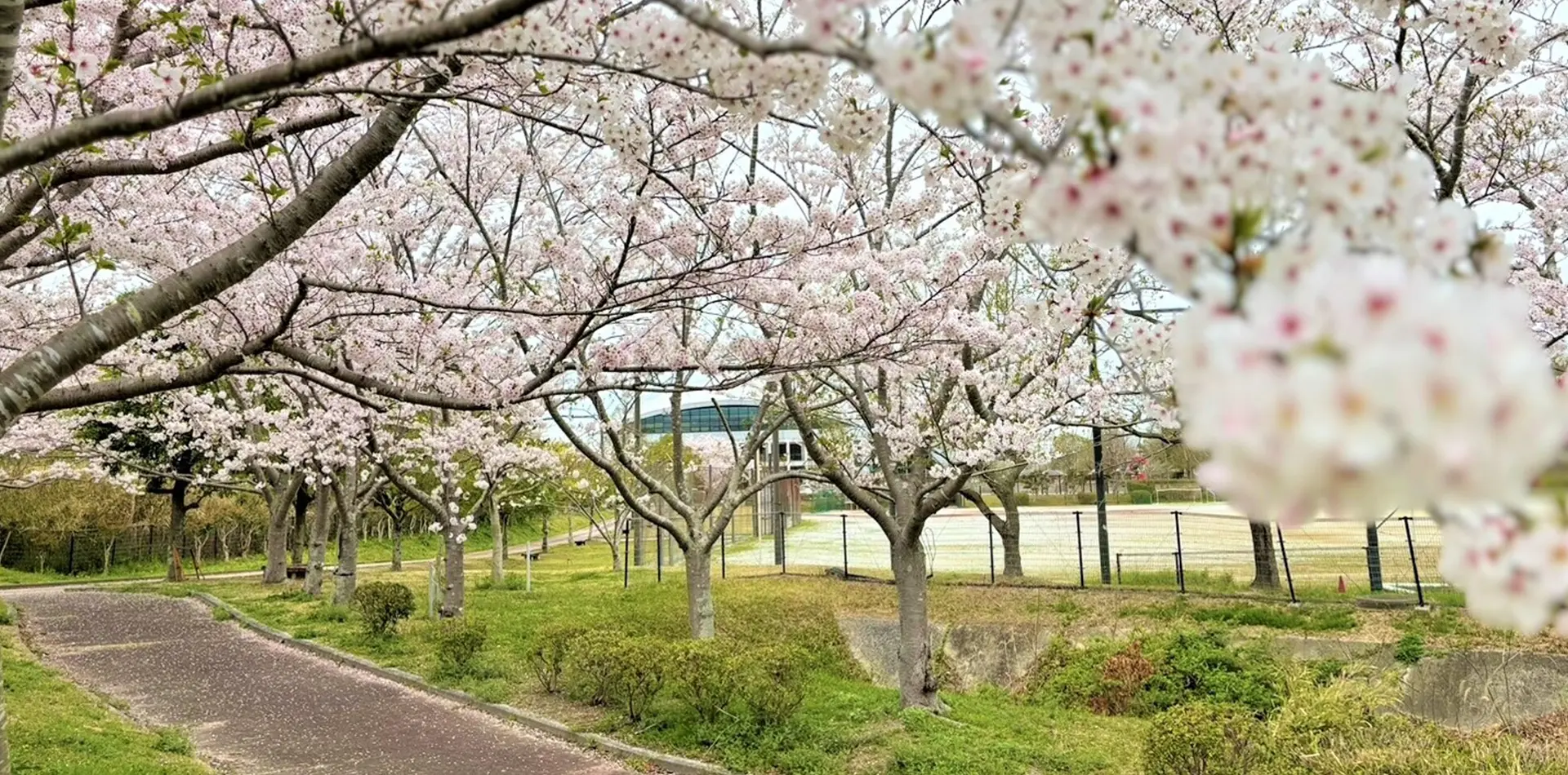 春には満開の桜がお楽しみいただけます（当ホテルから車で約10分）