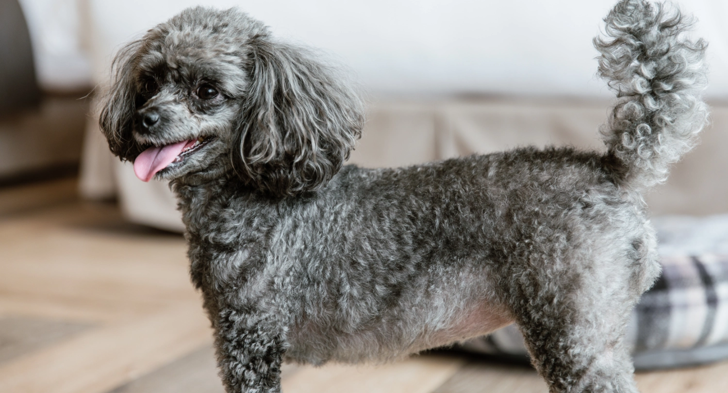 ペット対応ツイン（ソファーベッド付）