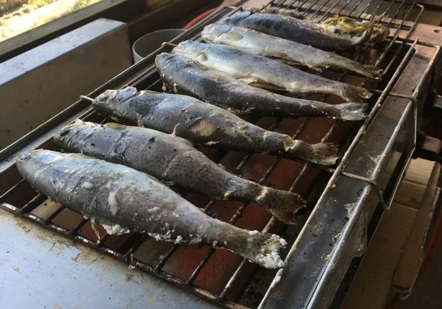 富士見ニジマス釣り