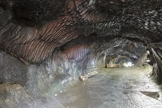 河口湖フィールドセンター（船津胎内樹型）