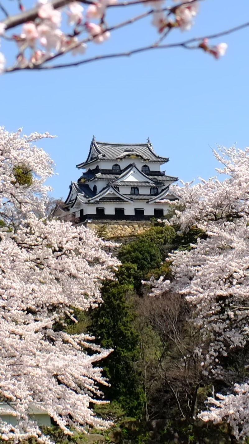 桜と彦根城