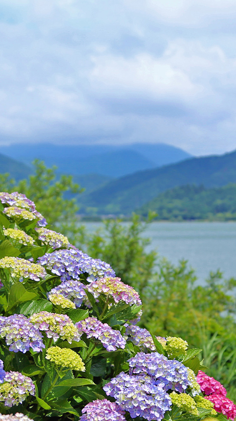 余呉湖と紫陽花