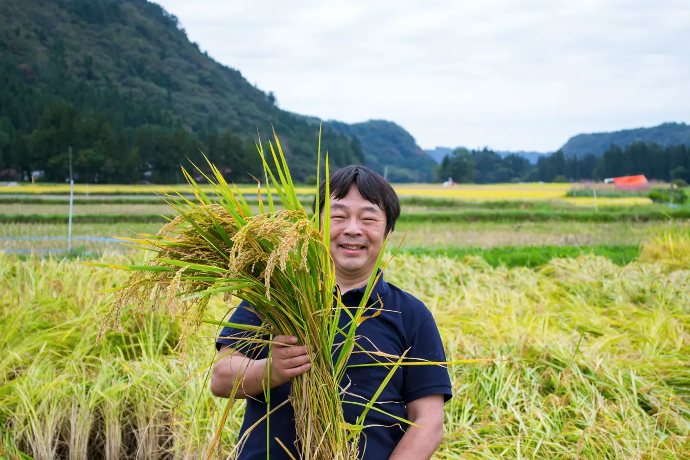 Rice harvesting experience