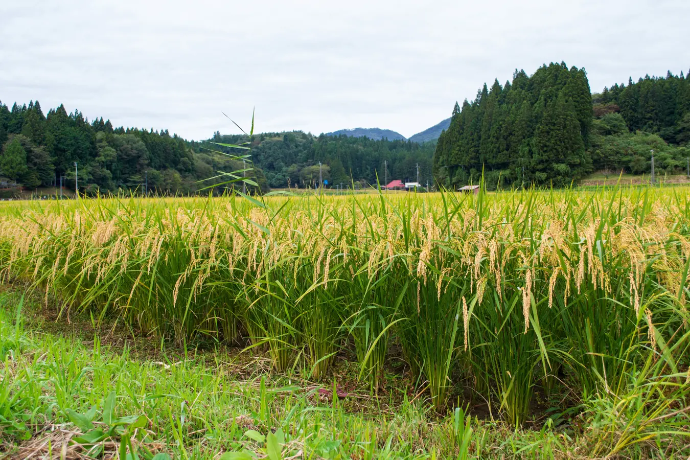 Rice harvesting experience