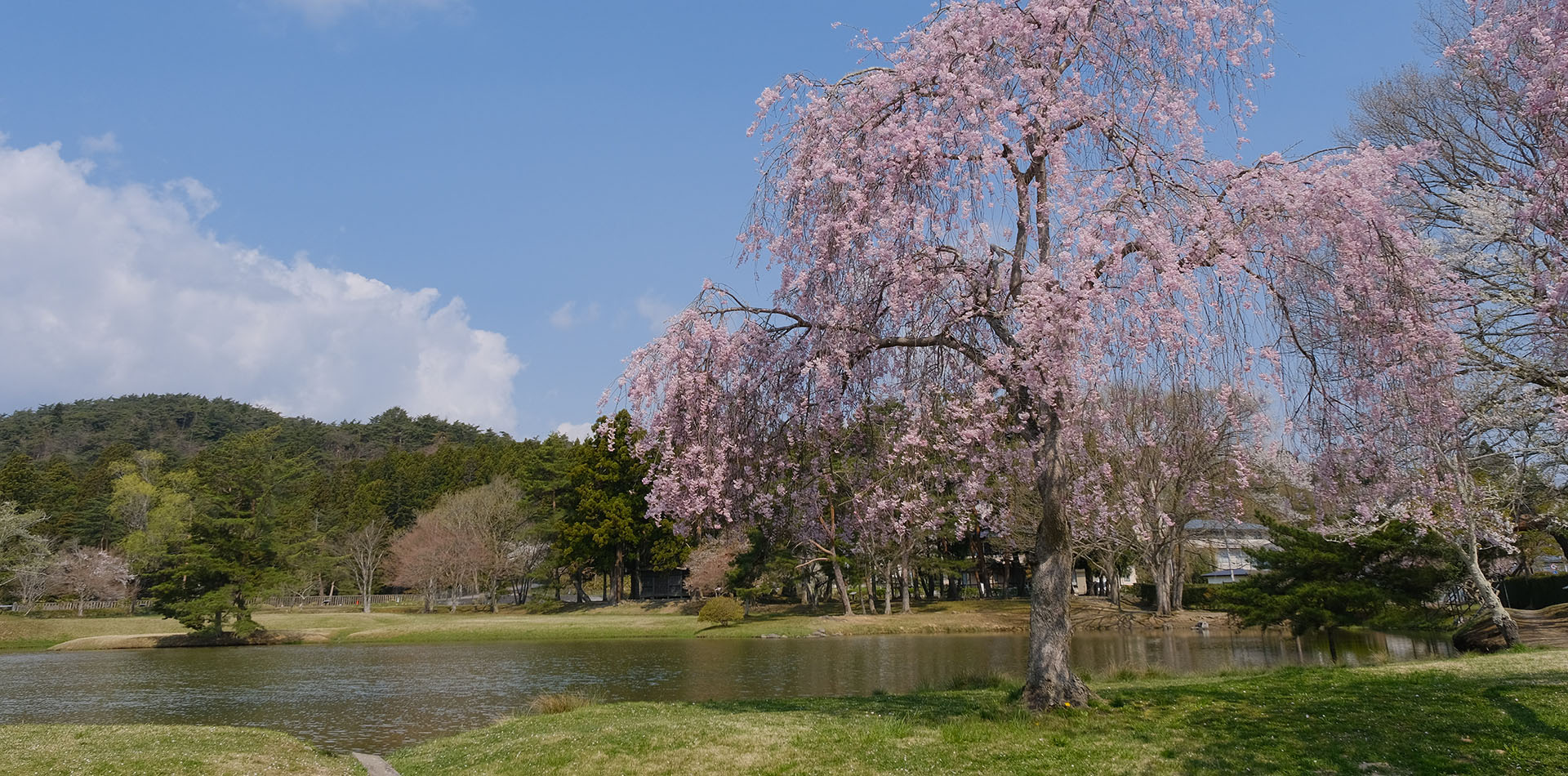 毛越寺庭园的樱花和池塘