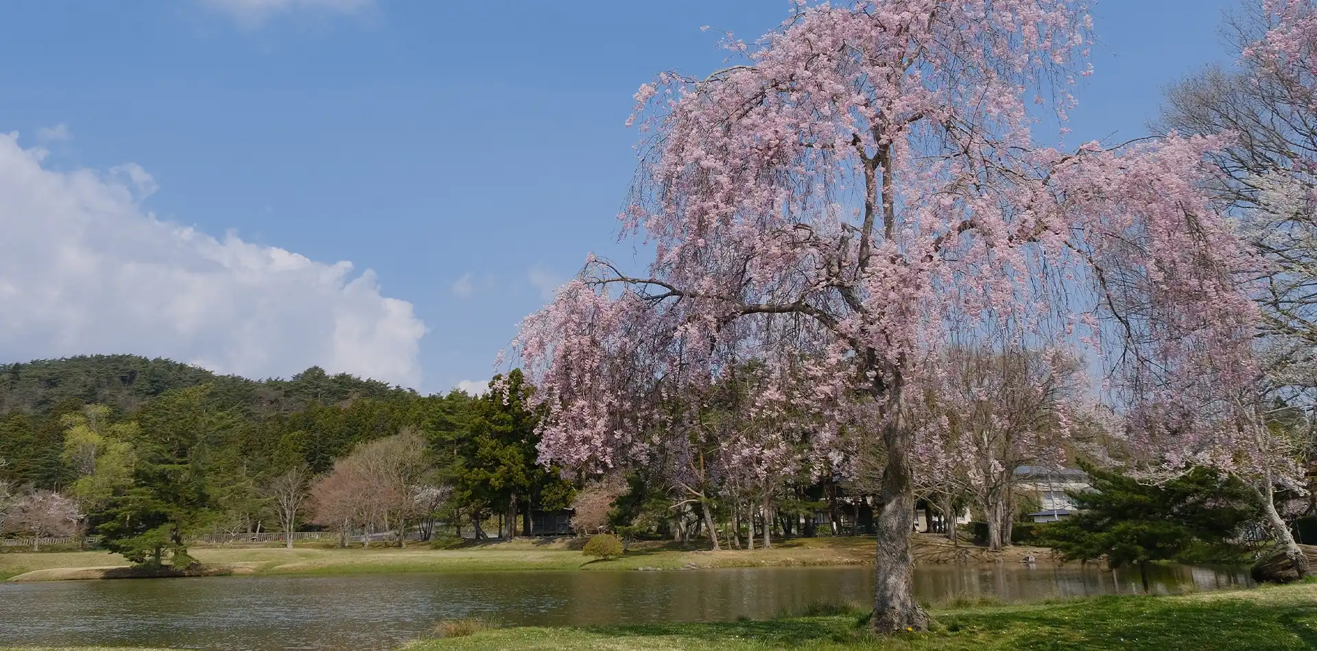 毛越寺庭園