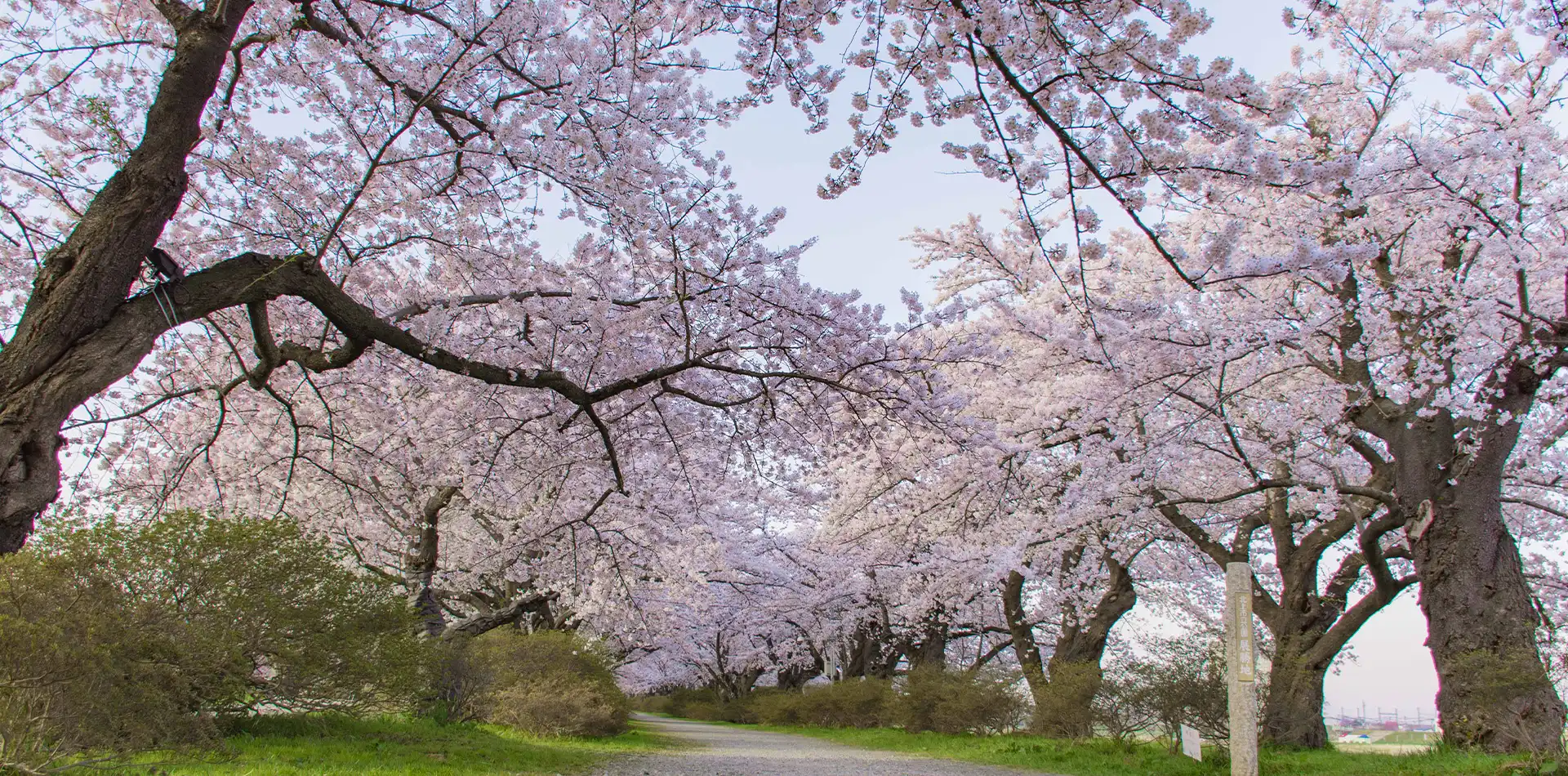 展勝地の桜