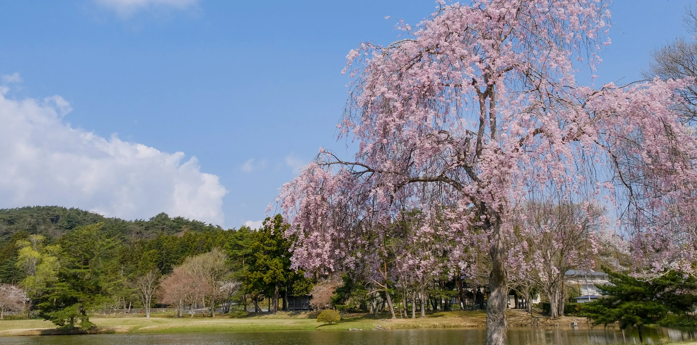 国の特別名勝・特別史跡毛越寺の桜は4月中旬からが見頃