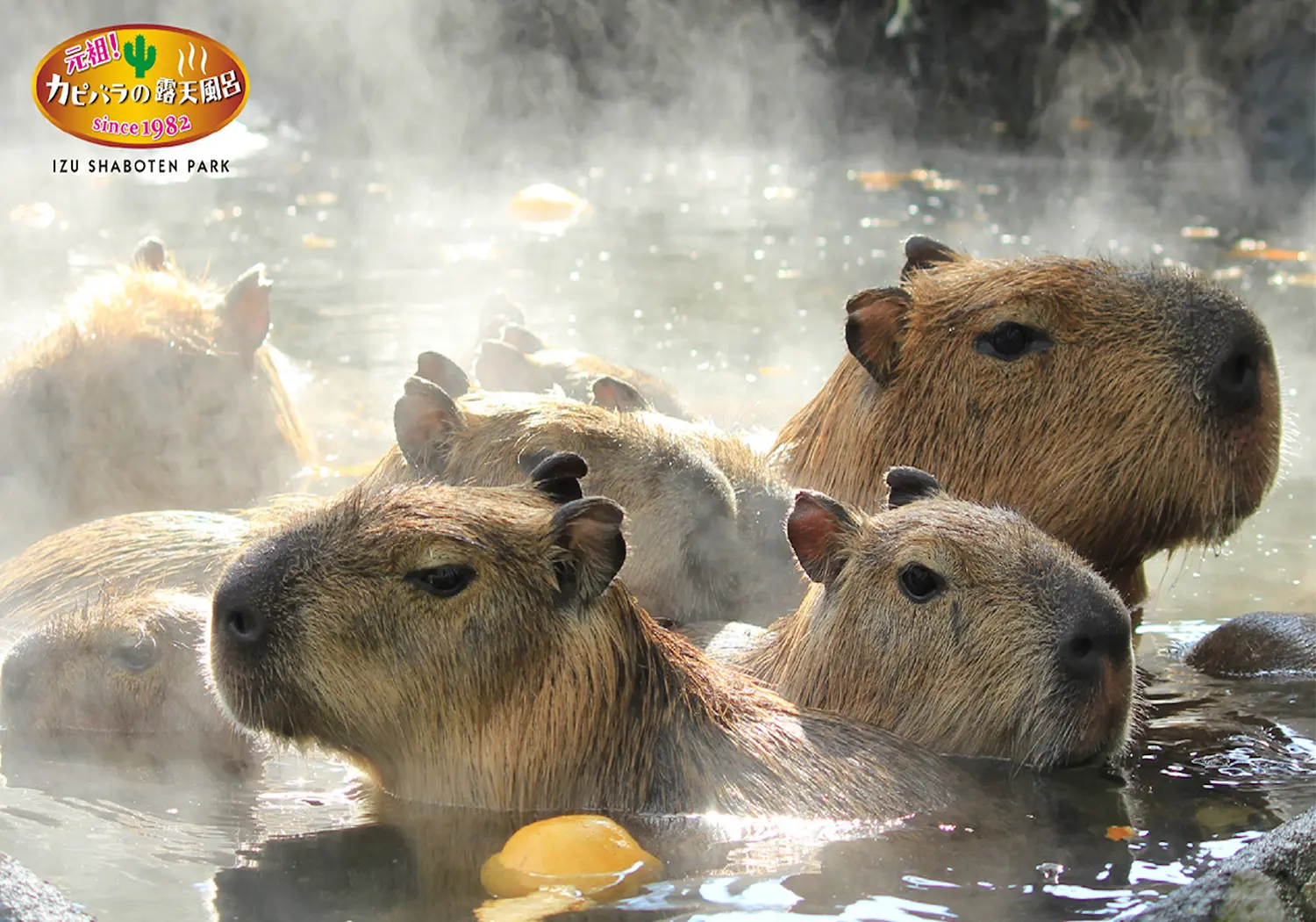 ダウンヒルサイクリングツアー