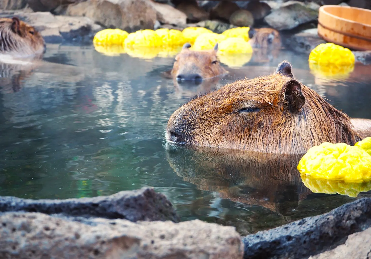 伊豆シャボテン動物公園