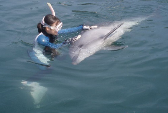 dolphin fantasy