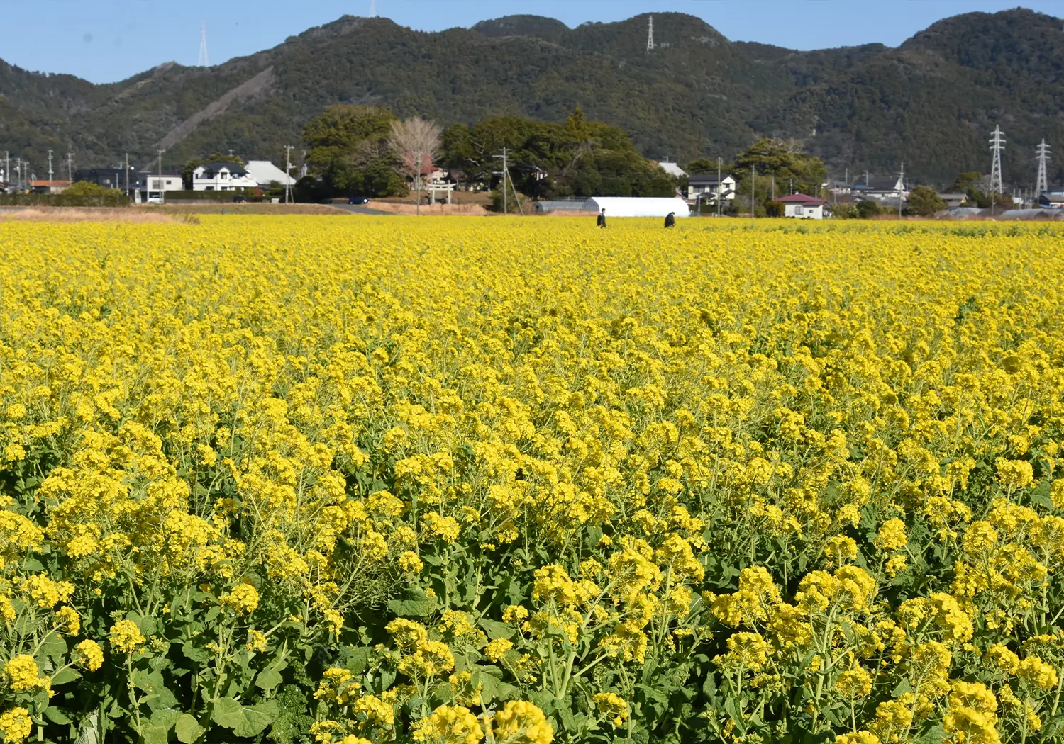 菜な畑ロード&菜な畑フェア2025