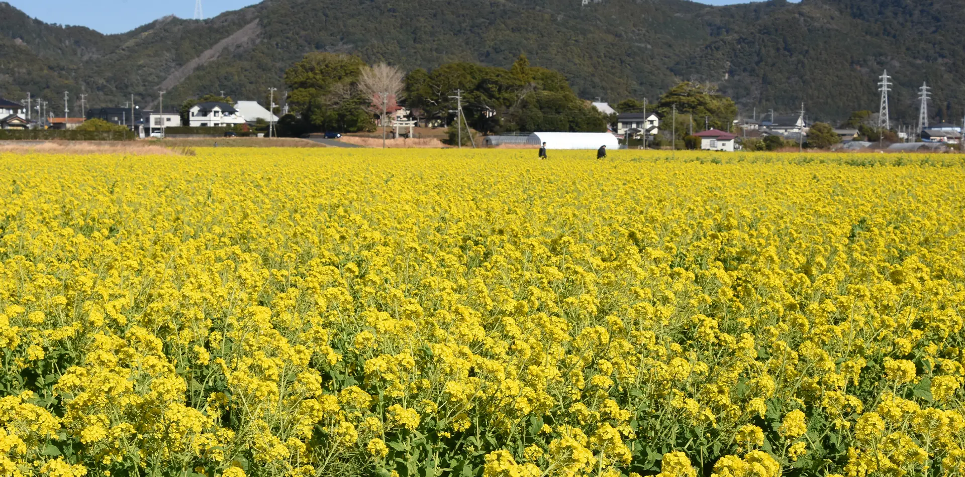 菜な畑ロード&菜な畑フェア2025