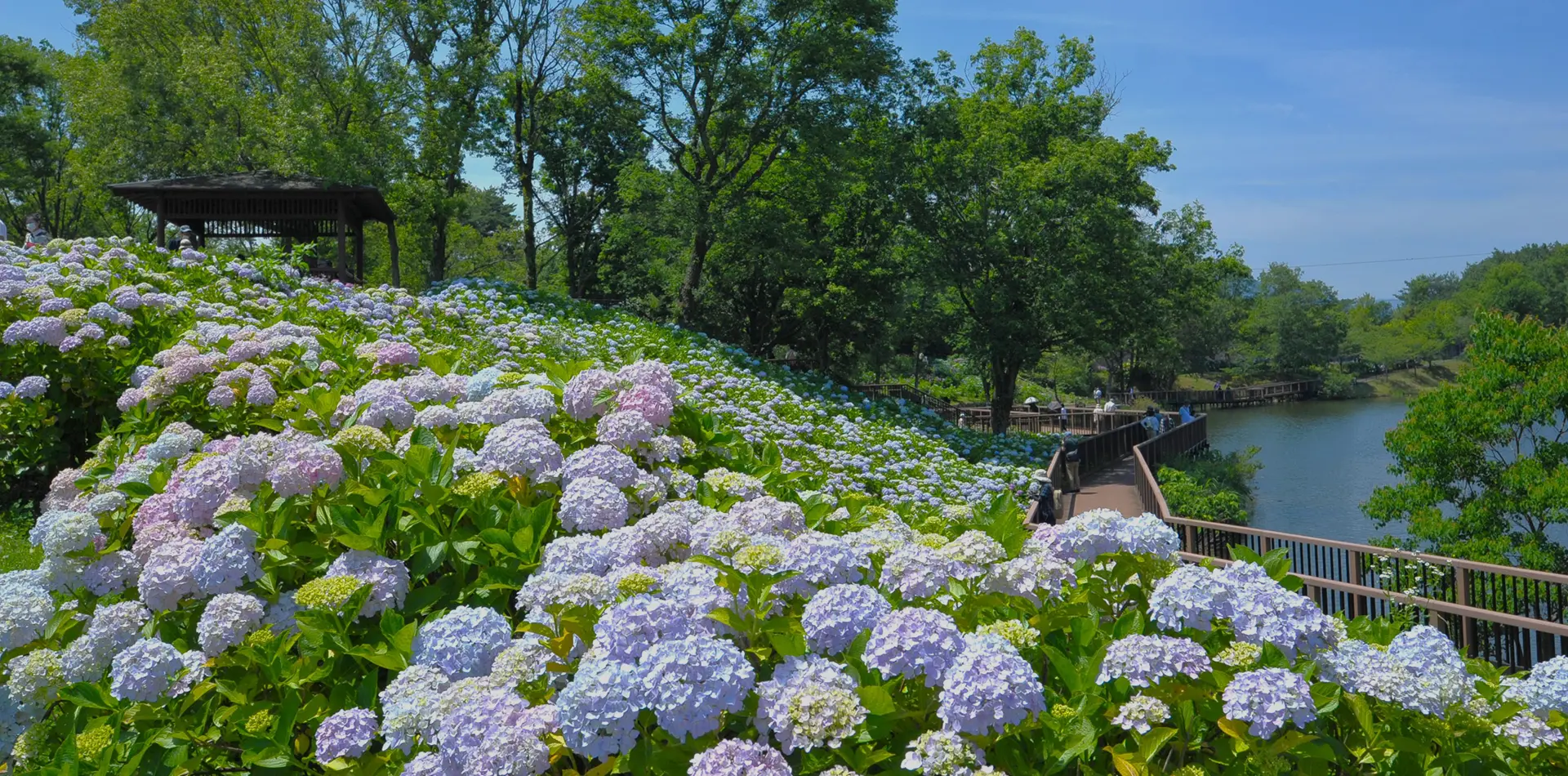 あじさいまつり～Hydrangea Festival～