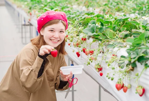 まあと工房　高級いちご狩り