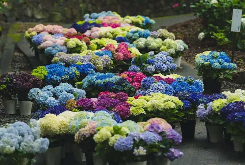 Hydrangea Mandala Garden