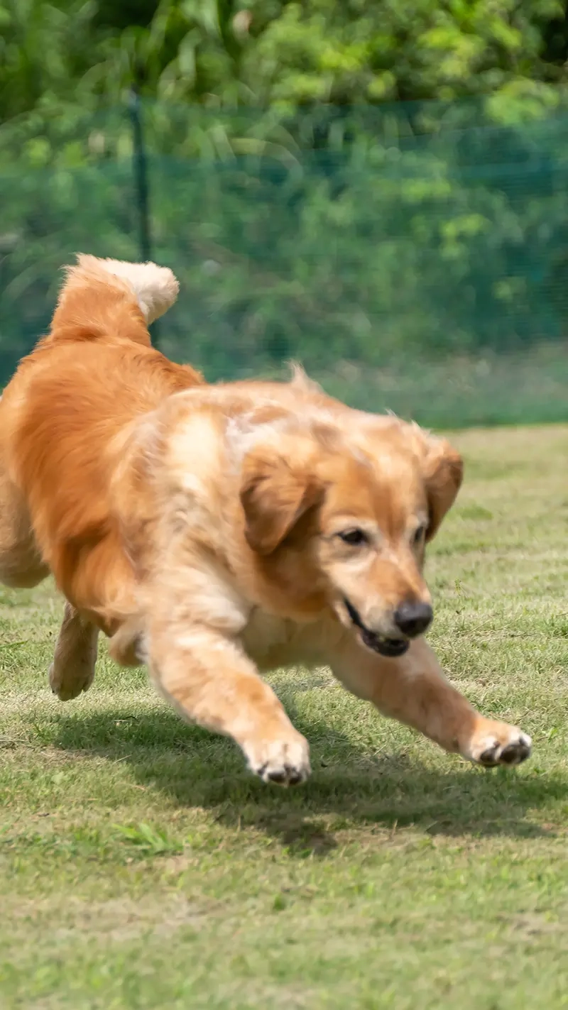 爱犬运动场