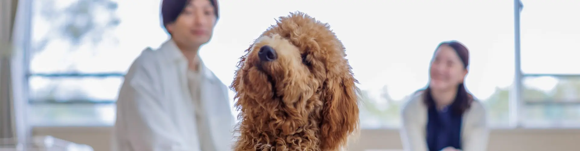 ペットと過ごす