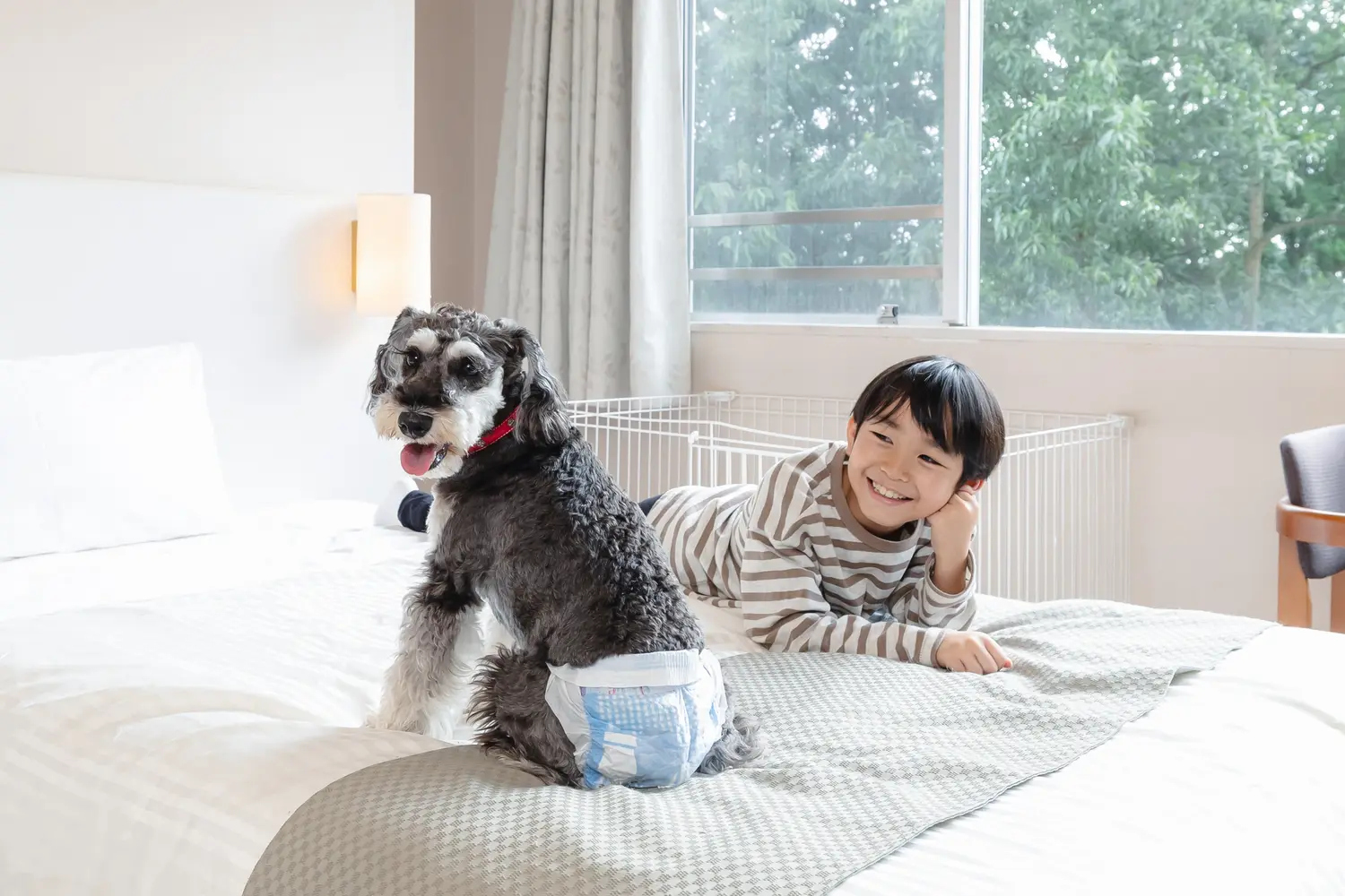 おむつ着用でベッドもOK！愛犬と一緒にリラックス