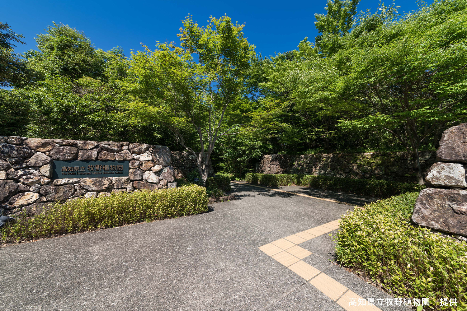 高知県立牧野植物園を散策