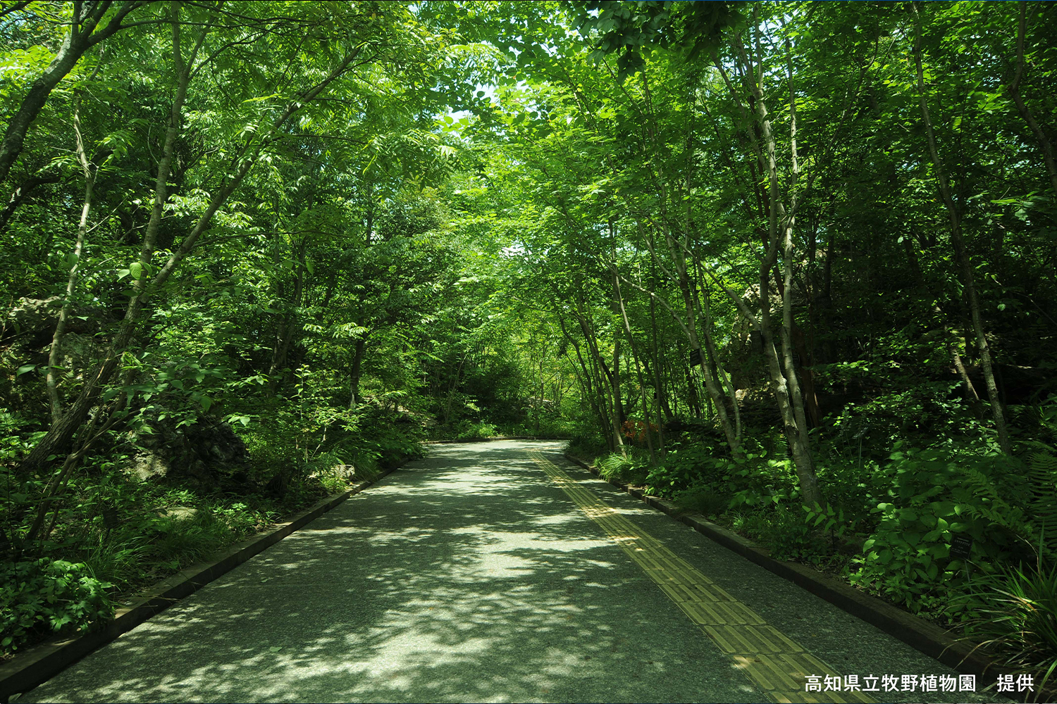 高知県立牧野植物園を散策