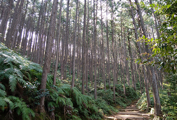 世界遺産　熊野古道