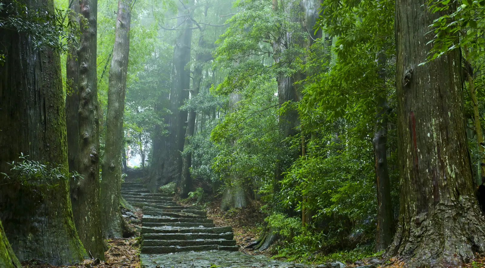 熊野古道中辺路 大門坂