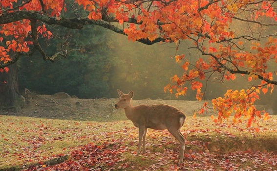 奈良公園