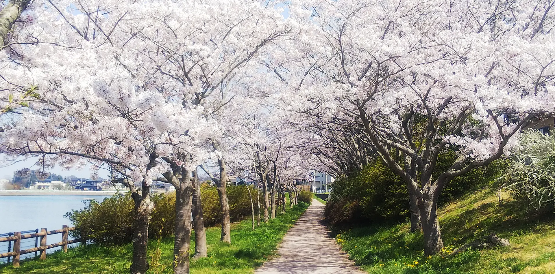 桜道公園