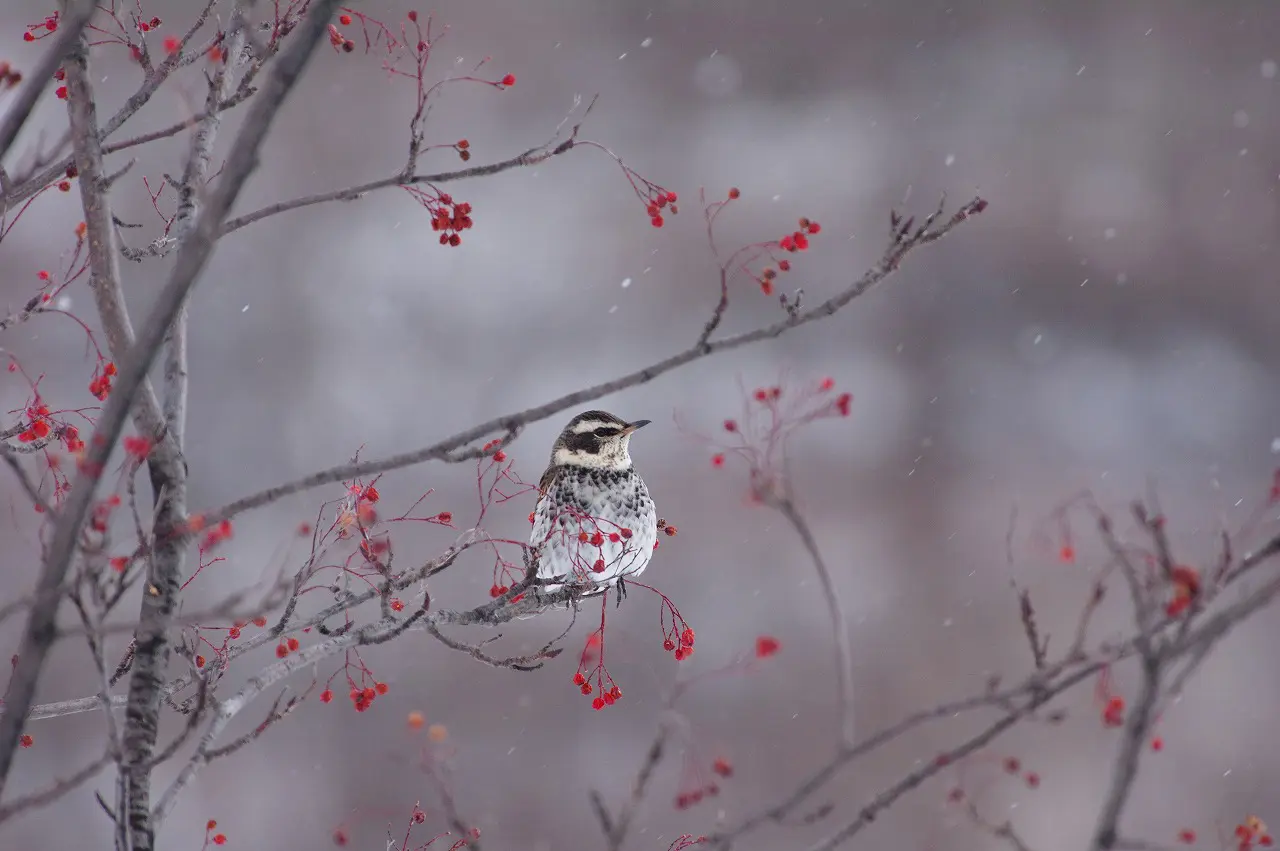 朝のバードウォッチング